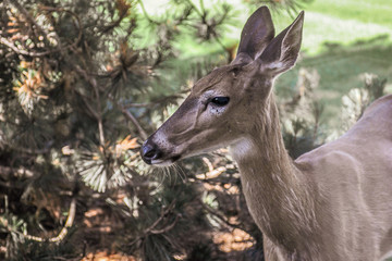 Obraz premium Female Deer in the woods 