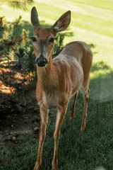 Female Deer in the woods 