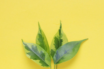 green leaves on a yellow background. nature conservation concept