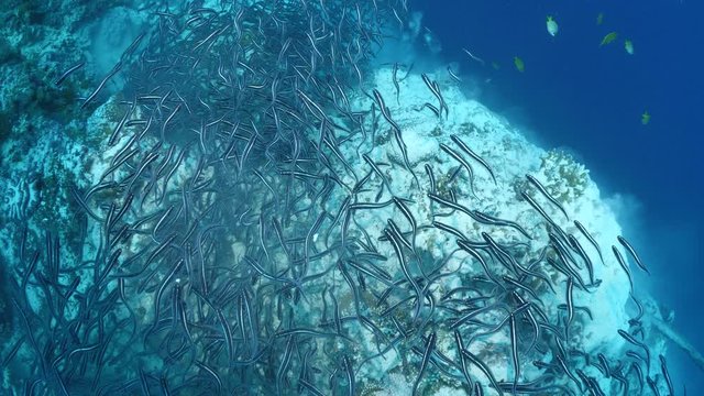 convict blenny digging the sand to maka a place underwater fish school together ocean scenery wildlife