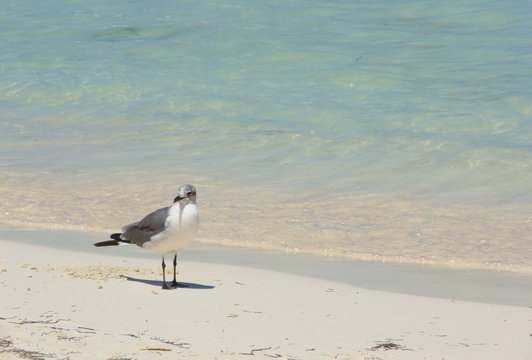 Seagull in the beach, seagull concept