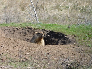 суслик сурок байбак в норе