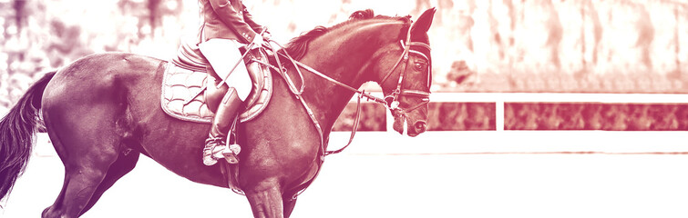 Beautiful girl on black horse in jumping show, equestrian sports, duotone, black and white. Horse...