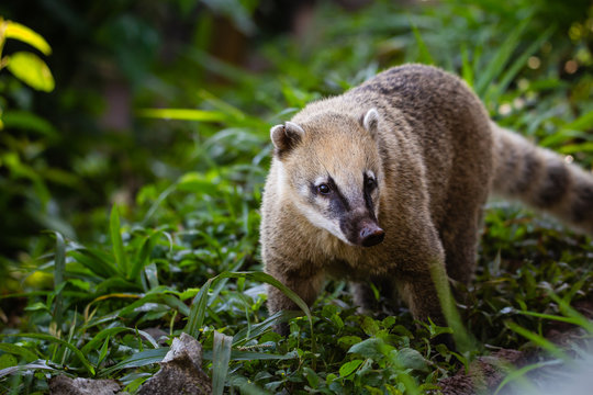 coat&iacute;