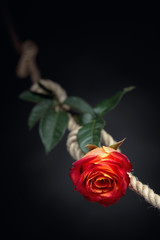 Red rose is tied with a rough rope. The concept of slavery or hostage, restriction of freedom.