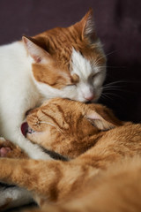 Fototapeta na wymiar Two cute white and ginger color laying cats liking and washing each other. Closeup photo of cats licking each other. Concept of care about each other.