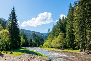 river scenery among the forest in mountains. beautiful alpine landscape in spring. Synevyr National...