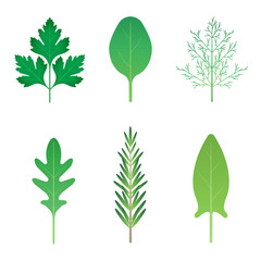 Set of vector isolated greens: parsley, spinach, dill, arugula, rosemary, sorrel. 