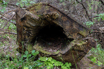 Belarus forest: hollow tree trunk