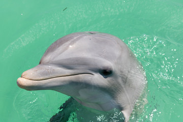 Smiling dolphin head sticking out of turquoise water