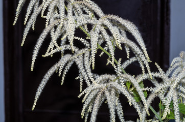 shrub with white flowering and hanging flowers in the shape of long thin grapes in the sun in the garden