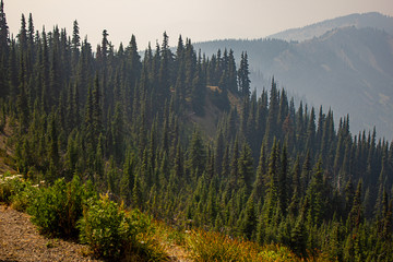 trees forest and mountainsides leading into distance in washington forest