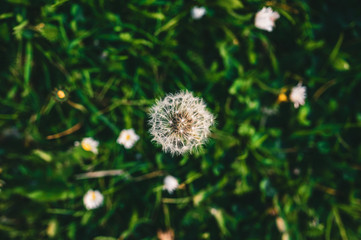 dandelion in the grass