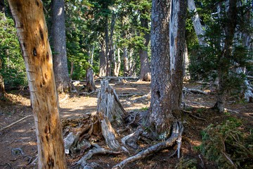trees forest and mountainsides leading into distance in washington forest