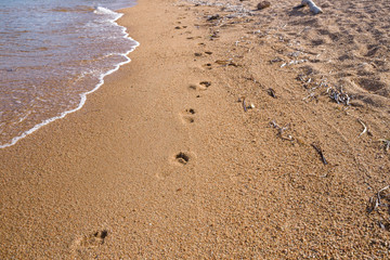 Fototapeta na wymiar footprints, left on the beach by a person passing by.