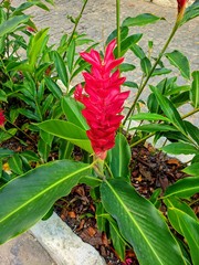 red tropical flower