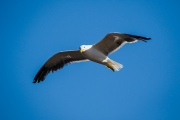 Gaviota