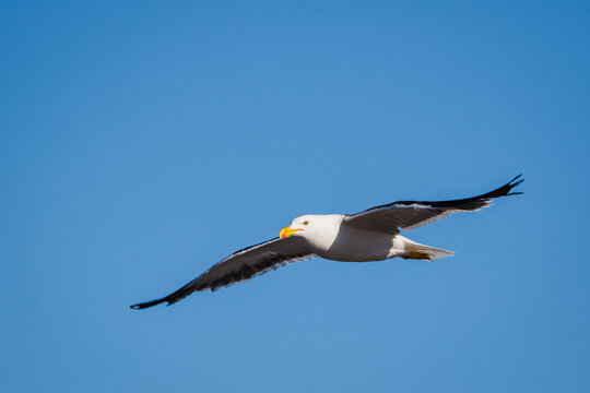 Gaviota
