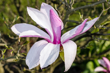 pink magnolia flower in full bloom in the spring sun growing in the garden close-up full of frames