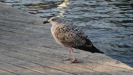 Barcelona - the main city in Catalonia, Spain