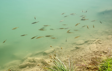 shoal of fish in the lake.