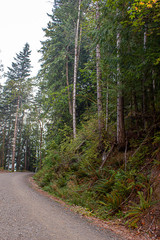 dirt path leading through forest in western washington