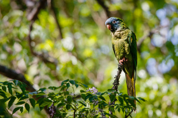Loro