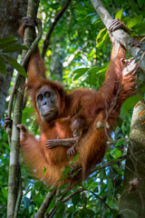 Portrait of the famous and endangered sumatran orangutan. One of the most famous wild animals from Indonesia. © Gonzalo Jara