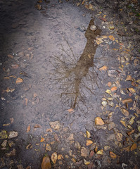 Image of tree reflected in puddle of water	