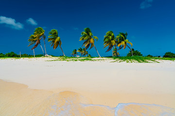 Obraz premium Caribbean island of Anguilla with palm trees and white beaches