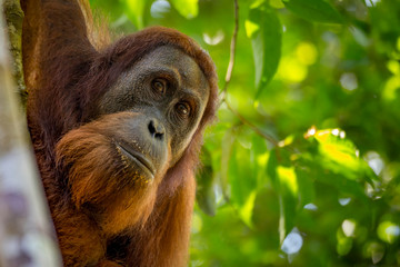 Portrait of the famous and endangered sumatran orangutan. One of the most famous wild animals from Indonesia.