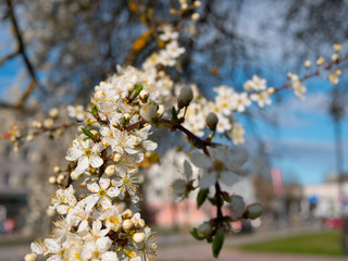Plum in the city center blooms with white flowers, house background blurred