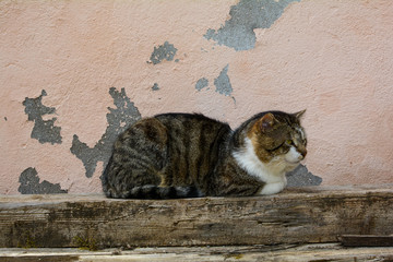 Cat lies on a wooden beam in front of an old wall   and looks to the side, eyes open