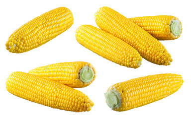 Corn isolated. Corns on white. Sweet corn with clipping path.