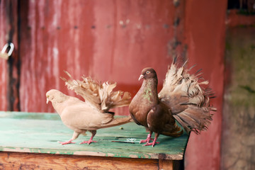 Two red doves with fluffy tails.