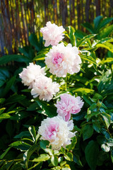 beautiful pink floral peonies blooming, green background.