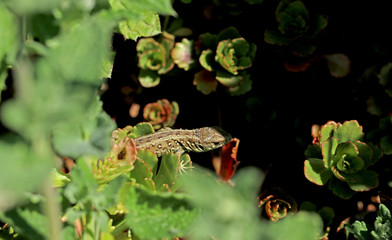 Eidechse beim Sonnenbad im Garten zwischen Pflanzen
