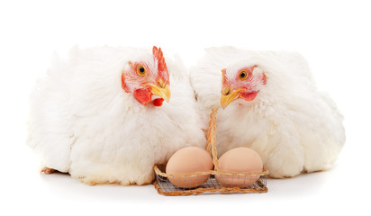 Two white chickens with an egg.