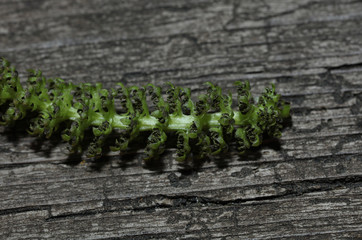 Nussbaum Walnuss Blüte Baum