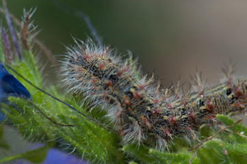 Caterpillar. Pajonales. Integral Natural Reserve of Inagua. Tejeda. Gran Canaria. Canary Islands. Spain.