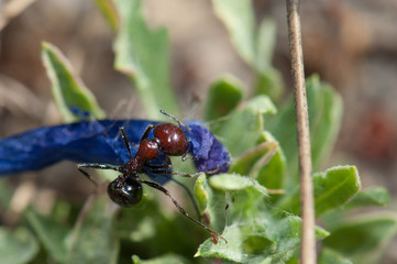 Ant Messor minor maurus carrying a flower of purple viper's bugloss Echium plantagineum. Integral Natural Reserve of Inagua. Gran Canaria. Canary Islands. Spain.