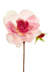 Single long-stemmed fresh pink rose with bud isolated on white