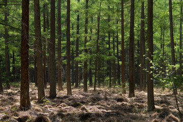 Woodland in spring: fresh green needle-like leaves and dark tree stems in a Larch forest, early in spring