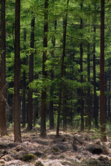Woodland in spring: fresh green needle-like leaves and dark tree stems in a Larch forest, early in spring