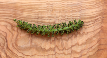 Nussbaum Walnuss Blüte Baum