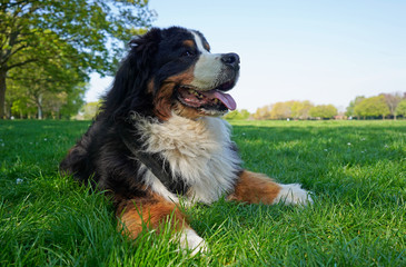 Bernese Mountain Dog resting on the grass in the park on a warm day. 