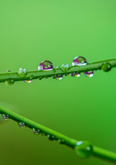 Water droplets on a branch
