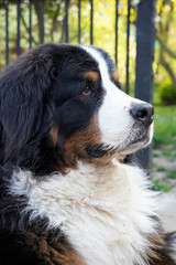 Profile portrait of Bernese Mountain Dog taken outdoors. 