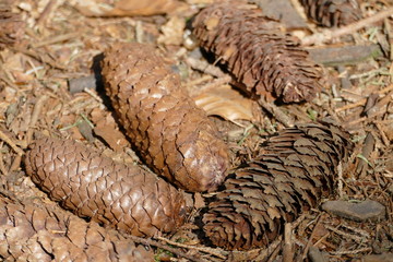 Vier Tannenzapfen auf dem Waldboden