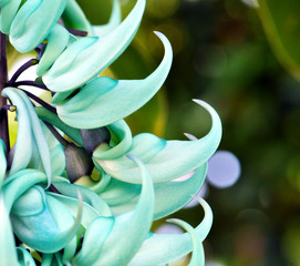 close up of a flower